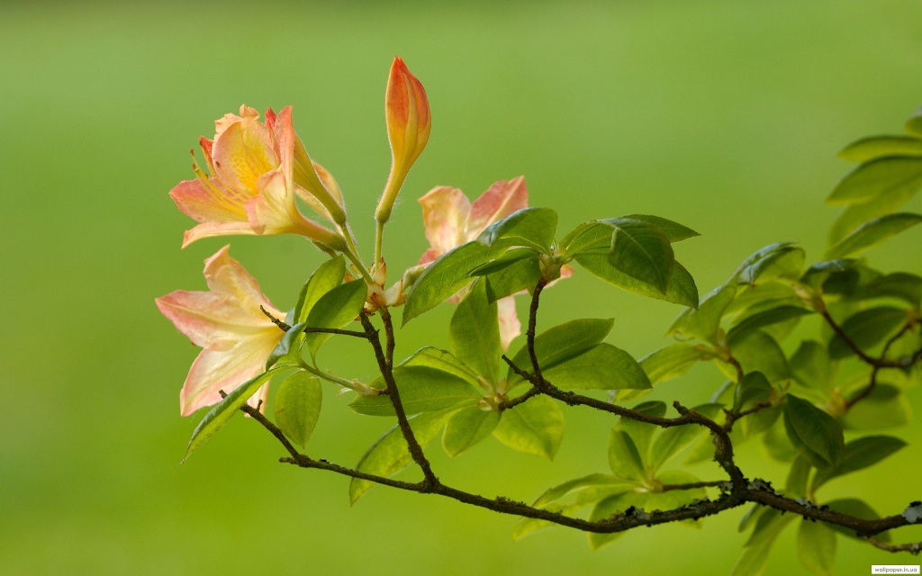 971.DAX Tipp-Spiel Freitag,06.02.09, 17.45 Uhr 214666