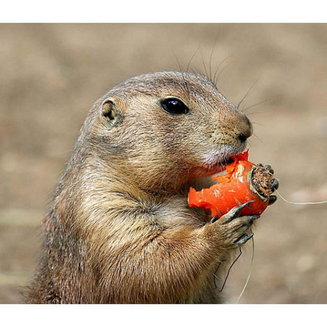 570.DAX Tipp-Spiel, Montag, 09.07.07 107981