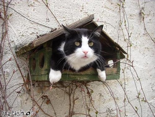 Quo Vadis Dax 2012 - Krise ohne Ende? 477525