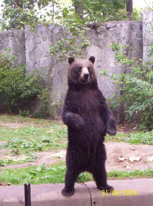 230.DAX Tipp-Spiel, Montag, 6.3.06, 17.45 Uhr 31867