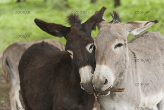 Wenn das Gold redet, dann schweigt die Welt! 1138004