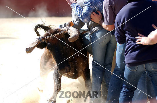 Die Bullen der Börse (DAX,TecDAX &Co) 193558