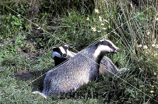 644.DAX Tipp-Spiel, Freitag, 19.10.07 126632