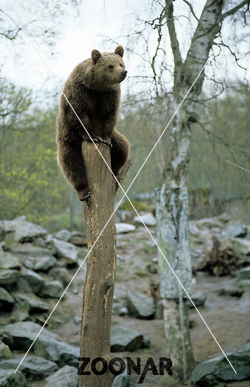 648.DAX Tipp-Spiel, Donnerstag, 25.10.07 127776