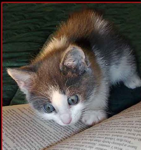 Conergy, wie Phönix aus der Asche ? 287394