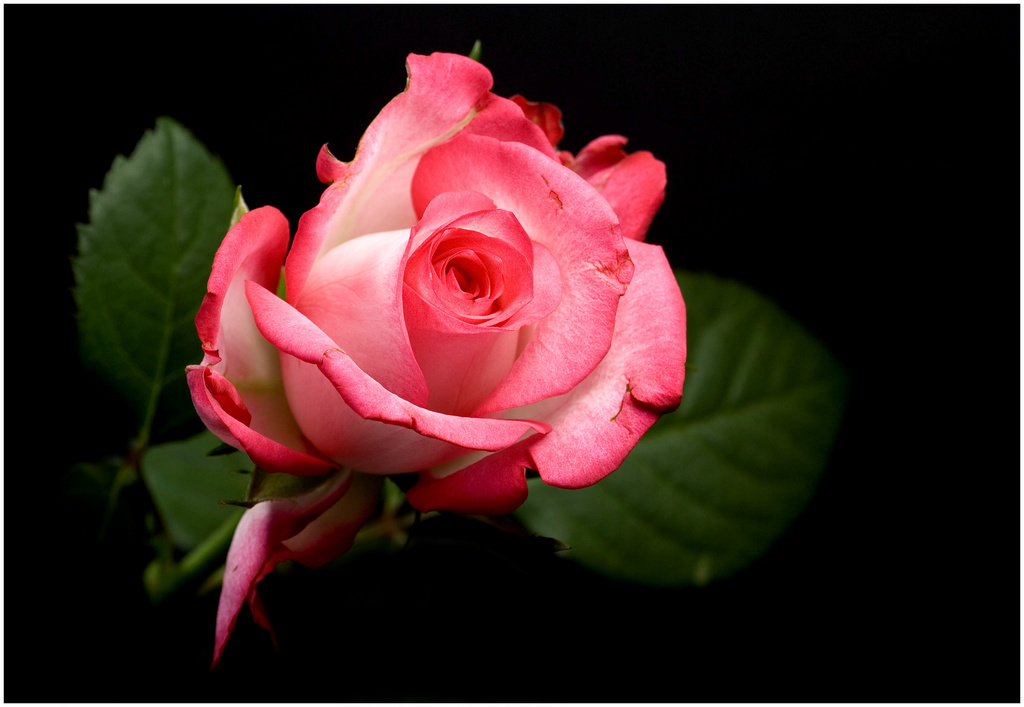 557.DAX Tipp-Spiel, Mittwoch, 20.06.07 104525