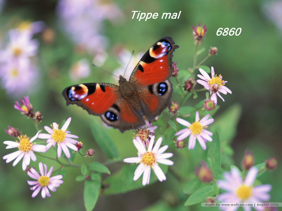 729.DAX Tipp-Spiel, Freitag, 22.02.08, 17.45 Uhr, 150080