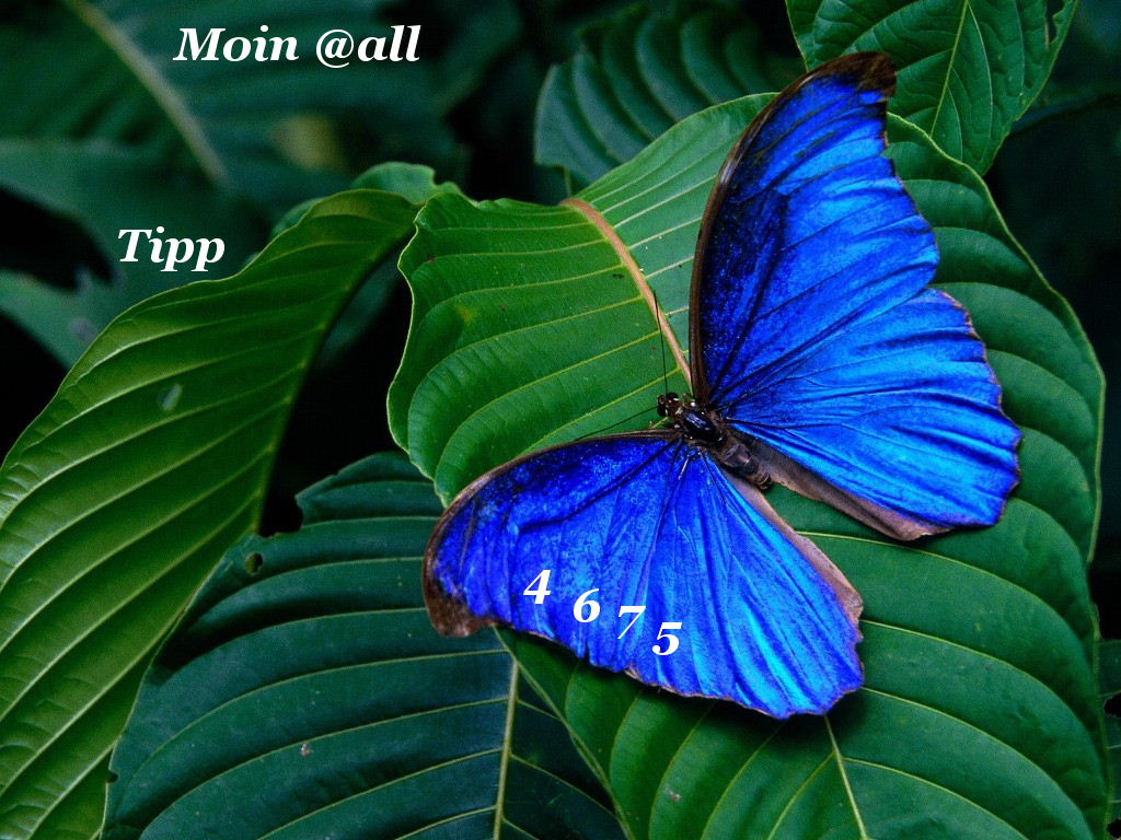 944.DAX Tipp-Spiel *Montag* 29.12.08, 17.45 Uhr 207278