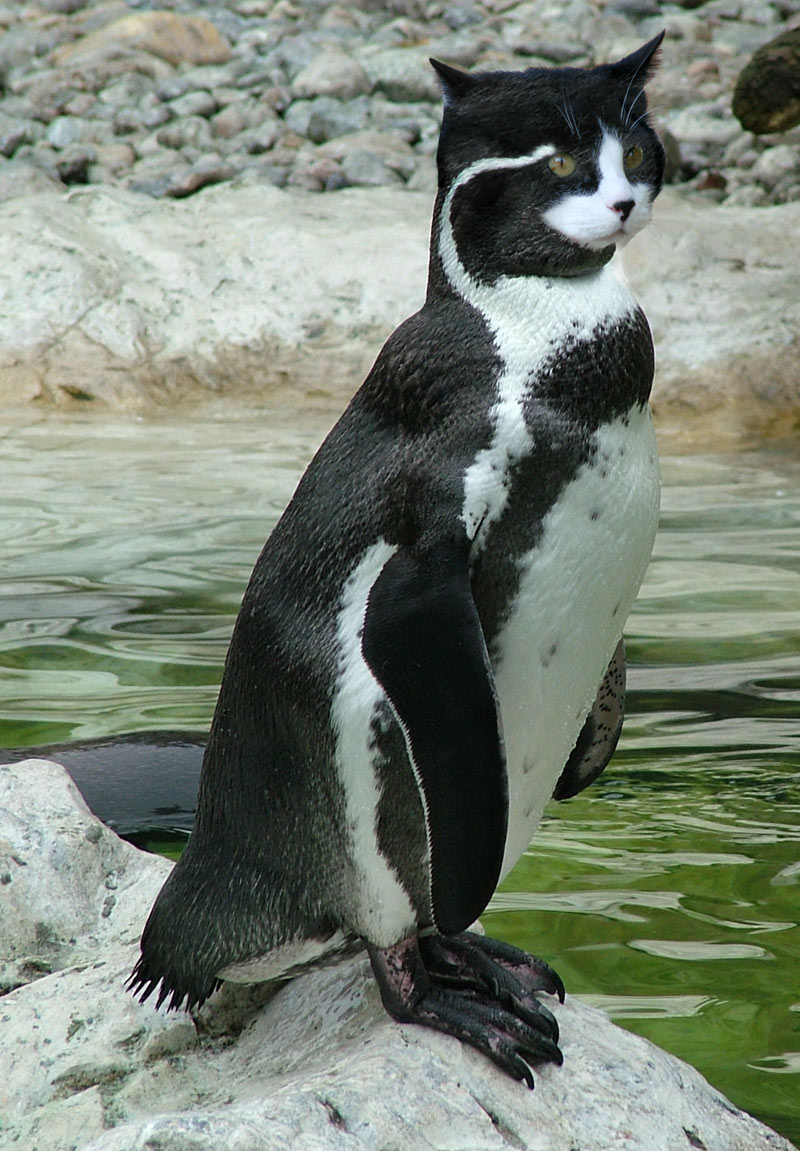 535.DAX Tipp-Spiel, Freitag, 18.05.07 98994