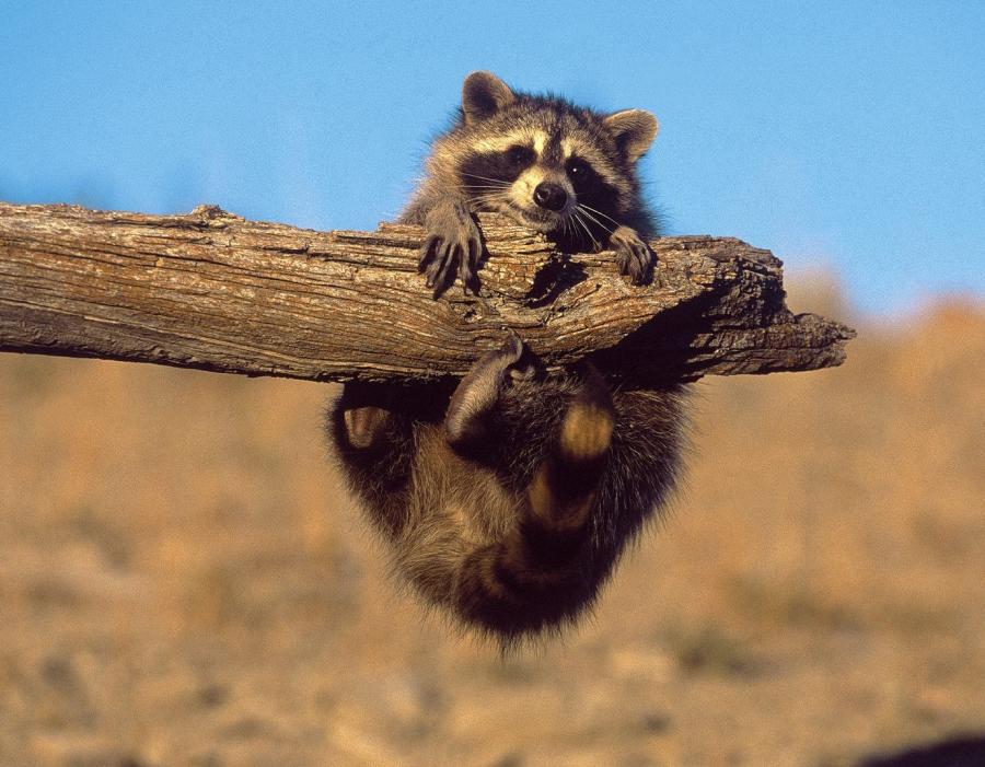 Der Bär streift umher 226217