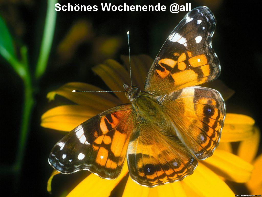 952.DAX Tipp-Spiel, Montag, 12.01.09, 17.45 Uhr 209581