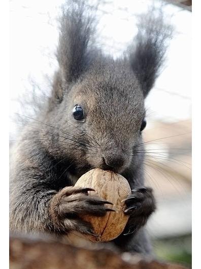 Gigaset ab 2011 - Informativ und immer am Ball .. 395434