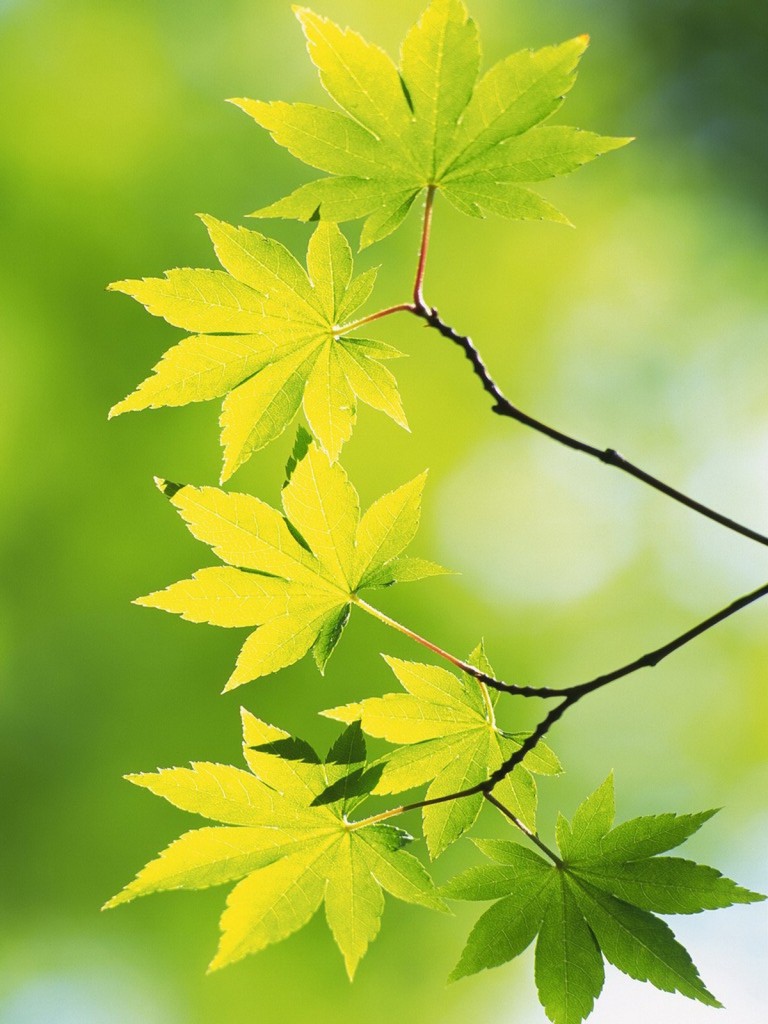 949.DAX Tipp-Spiel, Mittwoch, 07.01.09, 17.45 Uhr 208896