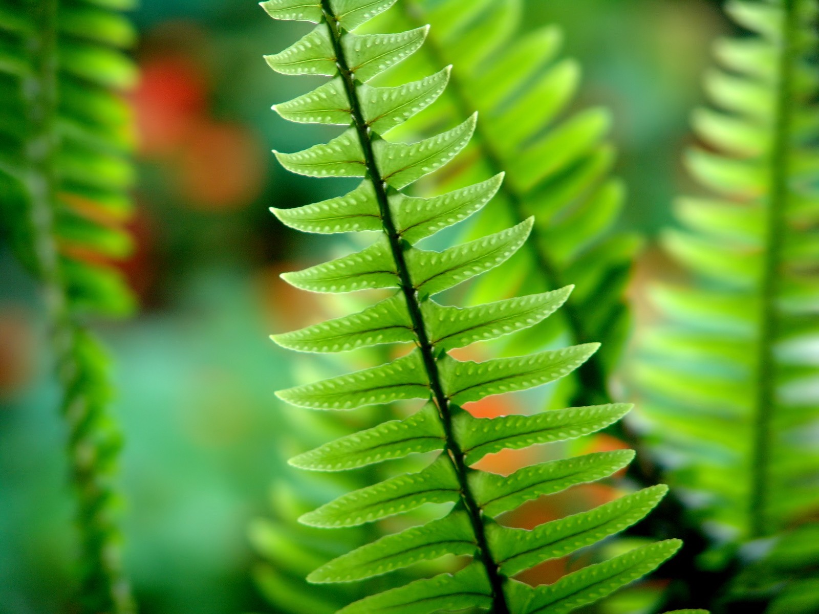 950.DAX Tipp-Spiel, Do, 08.01.09, 17.45 Uhr 209157