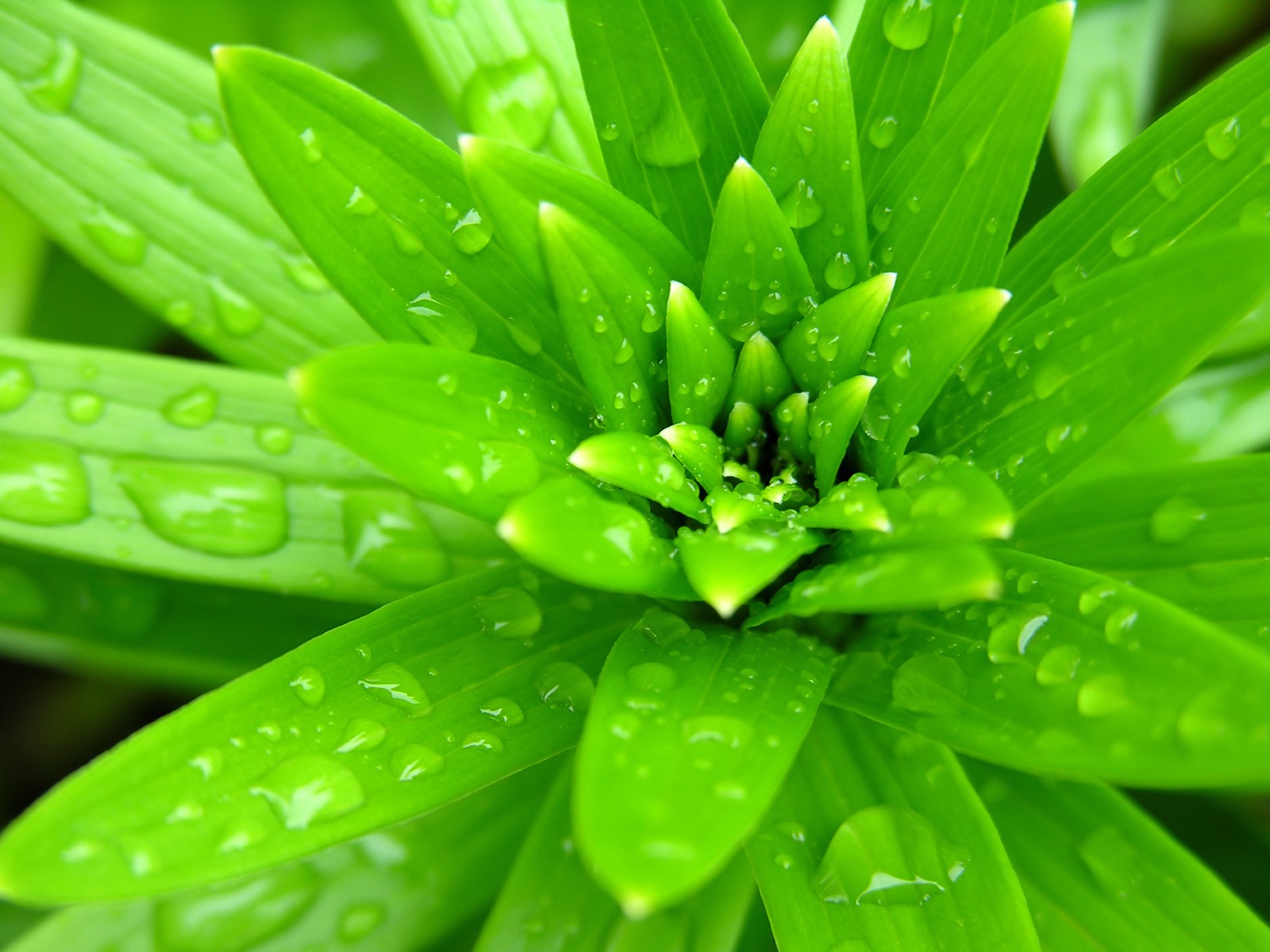 953.DAX Tipp-Spiel, Dienstag, 13.01.09, 17.45 Uhr 209965