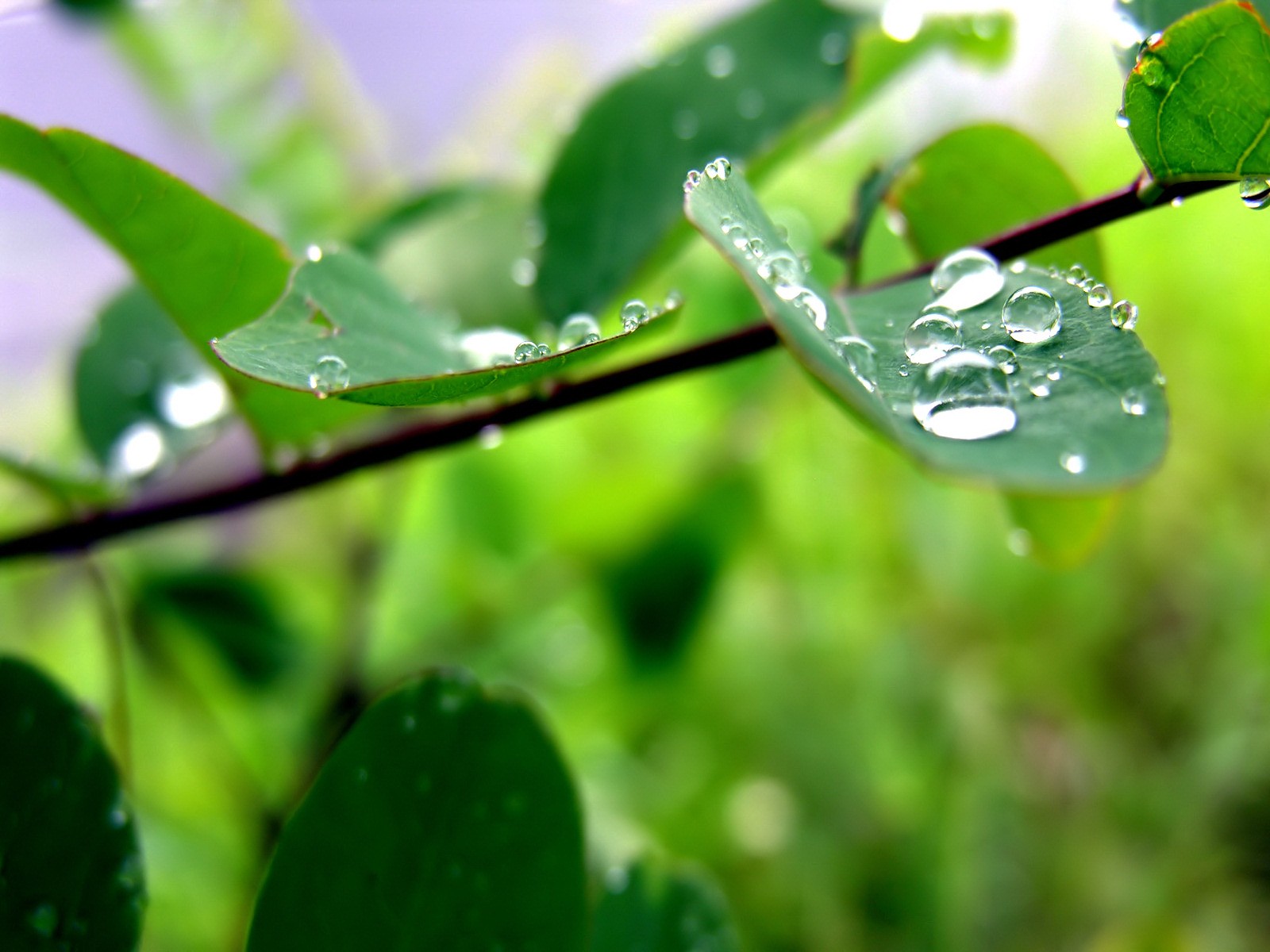 957.DAX Tipp-Spiel, Montag,19.01.09, 17.45 Uhr 210933