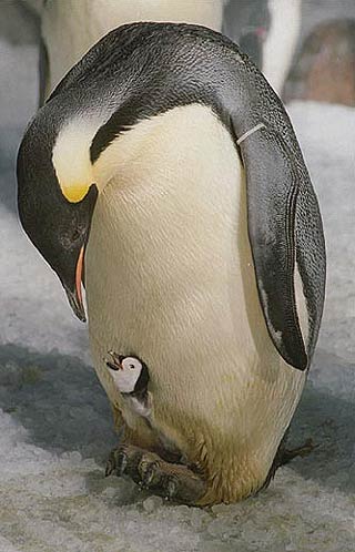 416.DAX Tipp-Spiel, Freitag, 24.11.06 68626