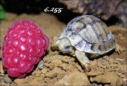 866.DAX Tipp-Spiel *Freitag* 05.09.08, 17.45 Uhr 184392