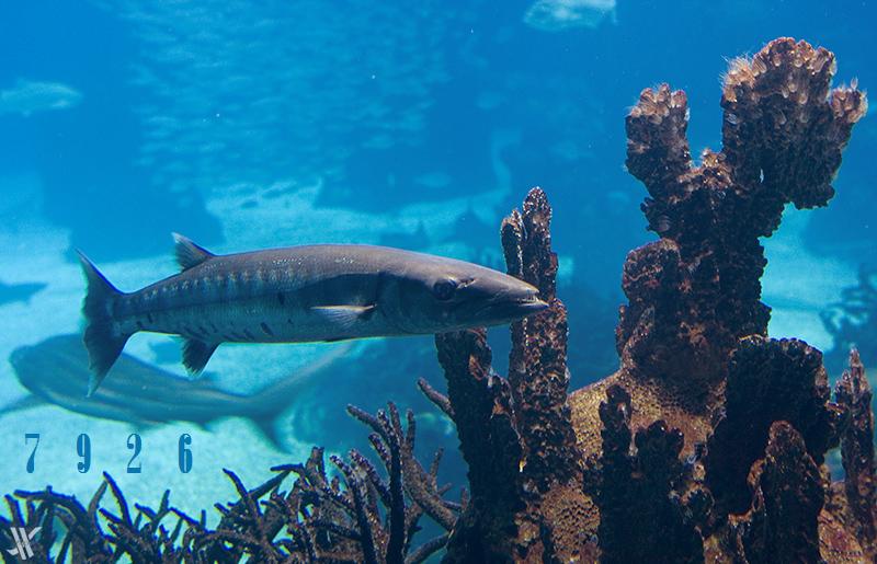 Die Links zu den Sternenkinder (DAX Spiel) 140364