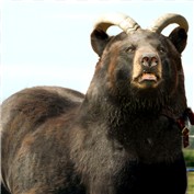 Der USA Bären-Thread 279223