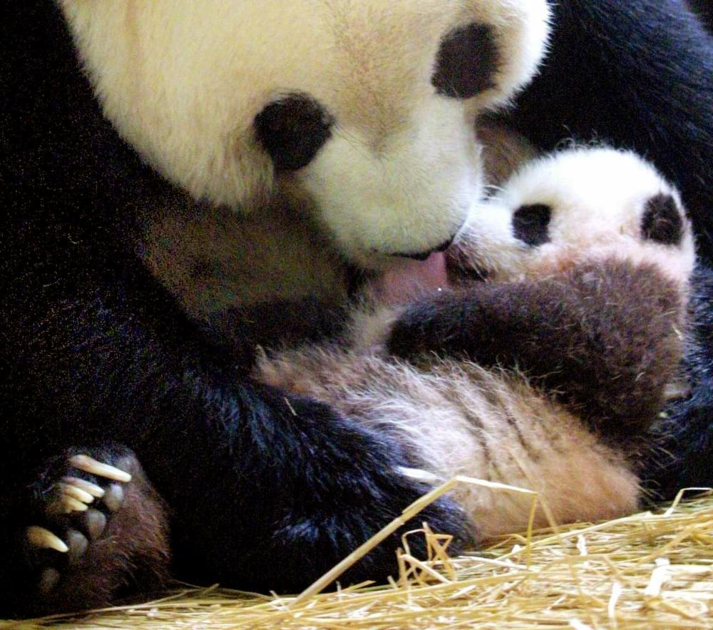 423.DAX Tipp-Spiel, Dienstag, 05.12.06 70132