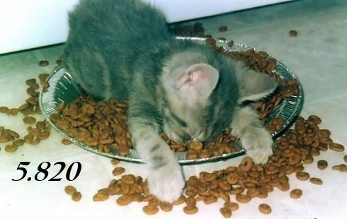 884.DAX Tipp-Spiel *Mittwoch* 01.10.08, 17.45 Uhr 189650