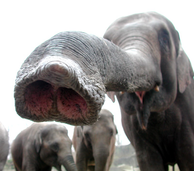 oTToMatic Chartanalyse 1001124