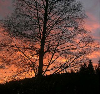 827.DAX Tipp-Spiel, Montag, 14.07.08, 17.45 Uhr 174589