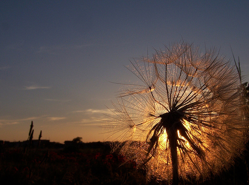 833.DAX-Tippspiel , Dienstag, 22.07.2008, 17:45 176071