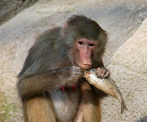 985.DAX Tipp-Spiel Do,26.02.09.17.45 Uhr 218782