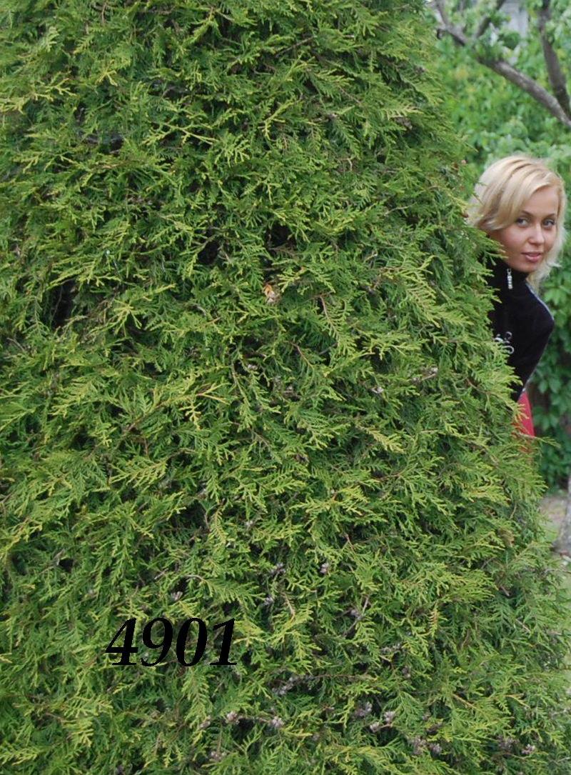 1035.DAX-Tipp-Spiel, Dienstag 12.05.09 232302