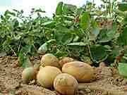 Tonkens Agrar Aktie 339840