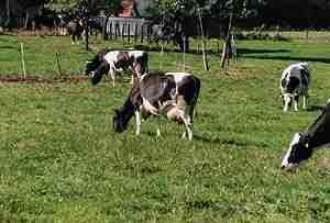 Tonkens Agrar Aktie 341556