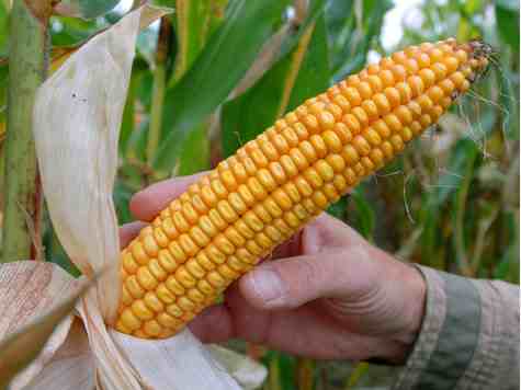 Tonkens Agrar Aktie 343214