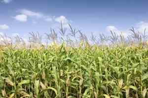 Tonkens Agrar Aktie 343219