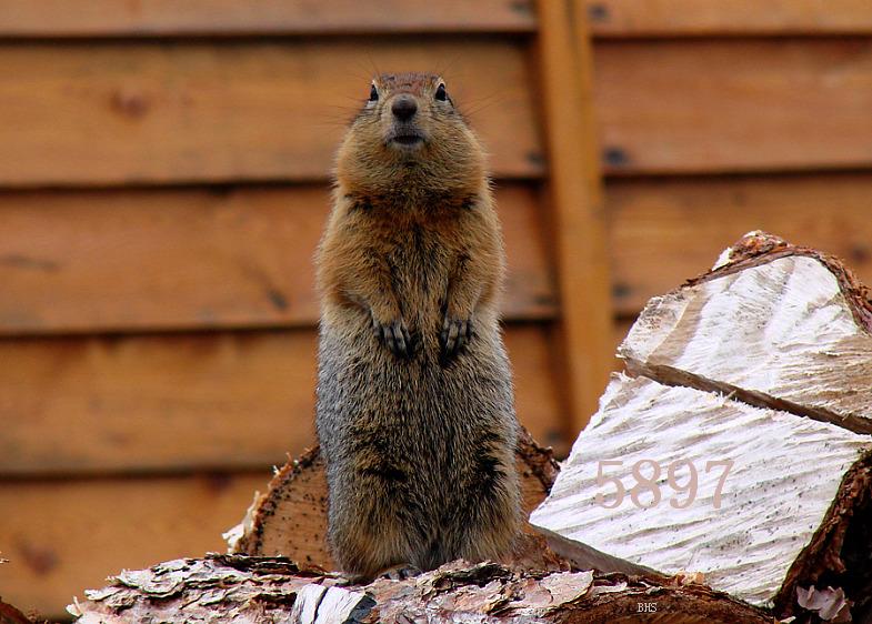 Die Links zu den Sternenkinder (DAX Spiel) 465796