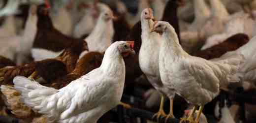 Tonkens Agrar Aktie 371130