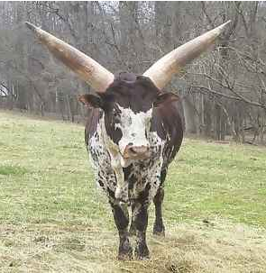 Das Bärengebrüll wird schon wieder lauter, 131053