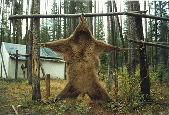 Das Bärengebrüll wird schon wieder lauter, 147780