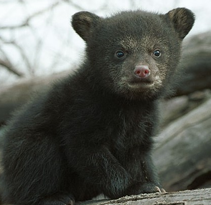 DAX morgen über 8000 133556