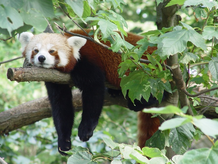 Der USA Bären-Thread 551568