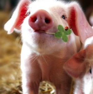 Morphosys: Substanz beginnt sich durchzusetzen 139183