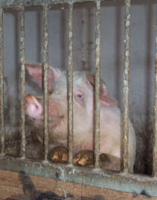 Das Bärengebrüll wird schon wieder lauter, 149317