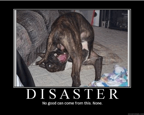 Das Bärengebrüll wird schon wieder lauter, 174560