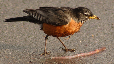 Das Bärengebrüll wird schon wieder lauter, 179778
