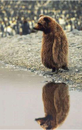 Die Bullen scharren gar nicht mit den Hufen, 187508