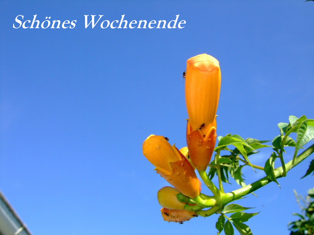 842.DAX-Tipp-Spiel**Montag**04.08.08-17.45 Uhr 177869