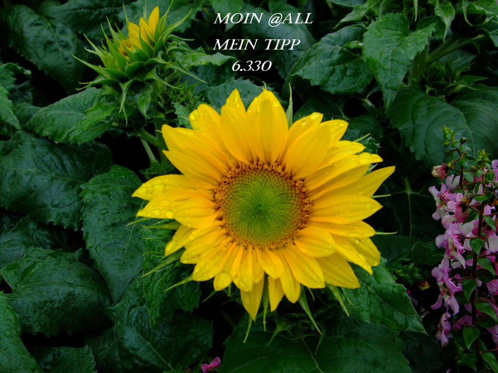 863.DAX Tipp-Spiel *Dienstag* 02.09.08, 17.45 Uhr 183697