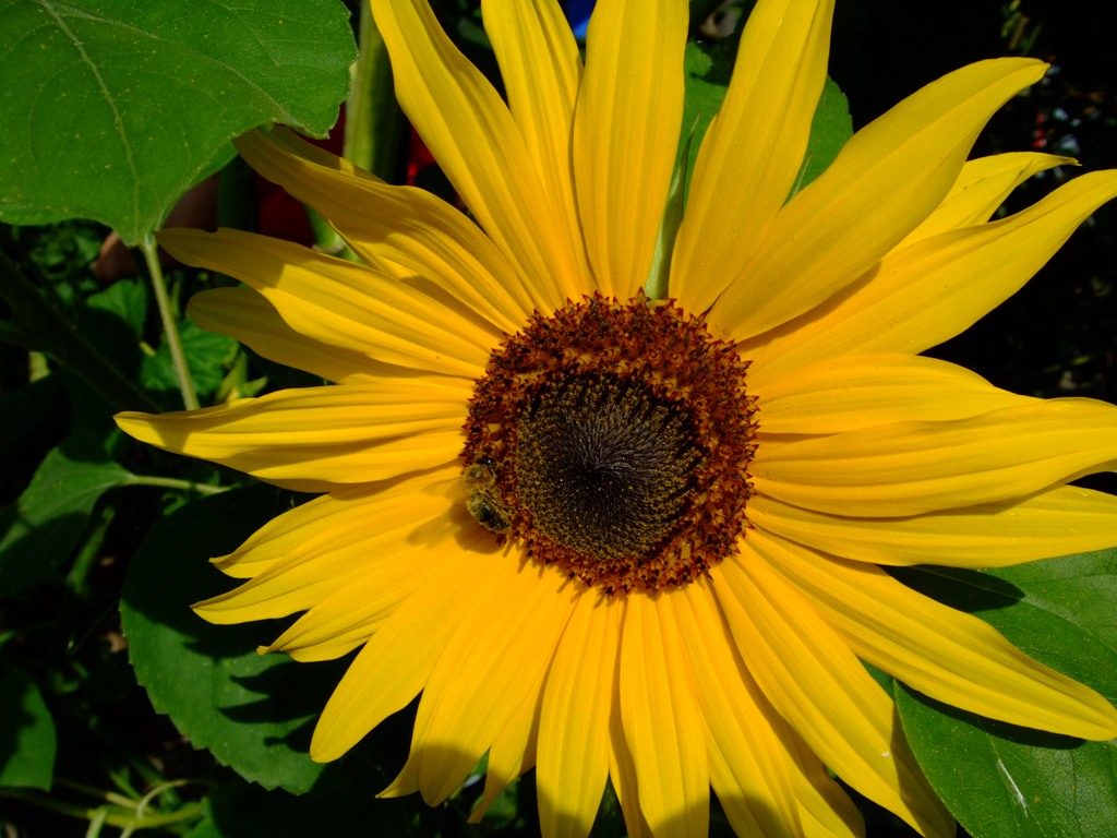 865.DAX Tipp-Spiel *Do* 04.09.08, 17.45 Uhr 184110