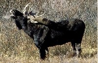 Arcandor AG Kursziel 40 €+x 200125